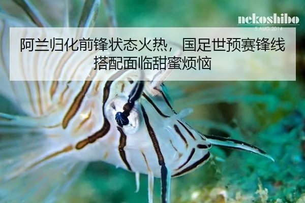 阿兰归化前锋状态火热，国足世预赛锋线搭配面临甜蜜烦恼